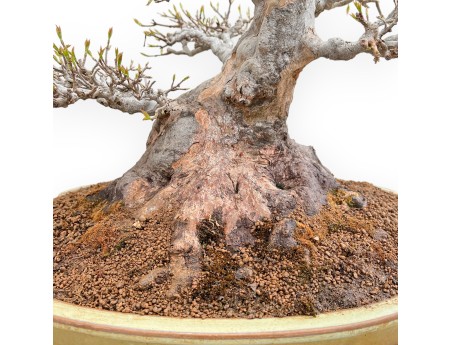 Acer Buergerianum - Érable - 49 cm