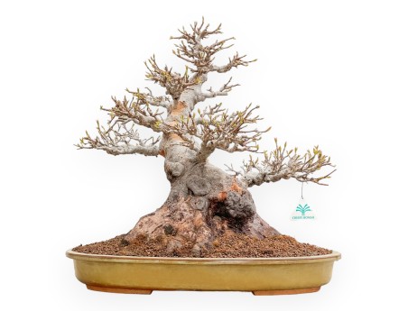 Acer Buergerianum - Érable - 49 cm