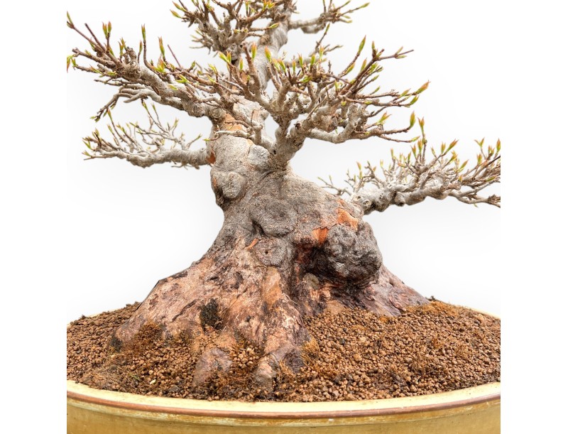 Acer Buergerianum - Érable - 49 cm