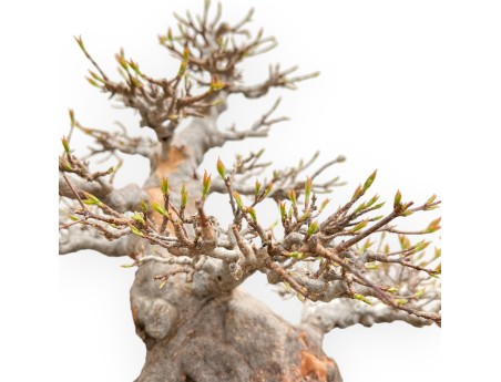 Acer Buergerianum - Érable - 49 cm