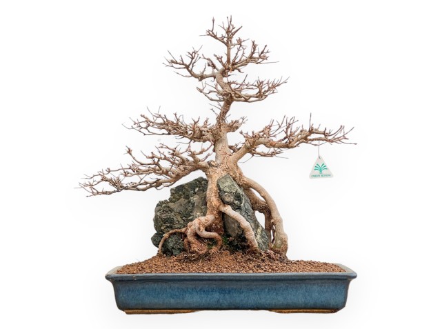 Acer buergerianum - Acero - 57 cm