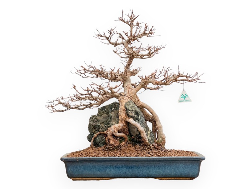 Acer buergerianum - Ahorne - 57 cm