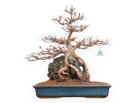 Acer buergerianum - Acero - 57 cm