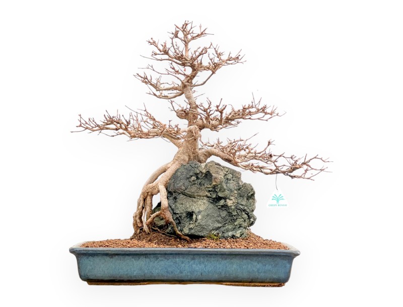 Acer buergerianum - Érable - 57 cm