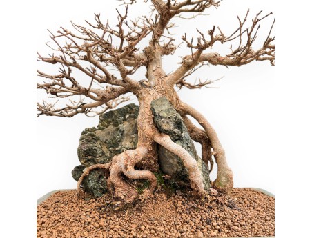 Acer buergerianum - Arce - 57 cm