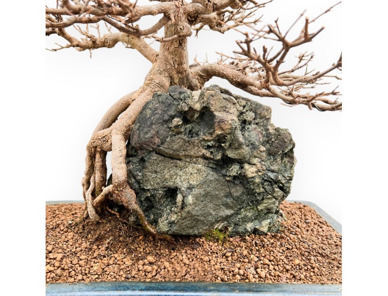 Acer buergerianum - Ahorne - 57 cm