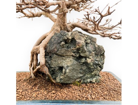 Acer buergerianum - Maple - 57 cm