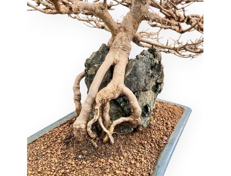Acer buergerianum - Acero - 57 cm