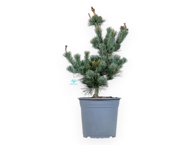 Pinus Pentaphylla - Den - 63 cm