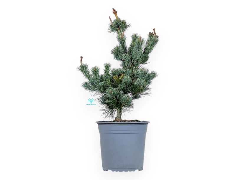 Pinus Pentaphylla - Pin à cinq aiguilles - 63 cm