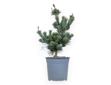 Pinus Pentaphylla - Pino a cinque aghi - 63 cm