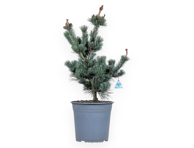 Pinus Pentaphylla - Den - 63 cm