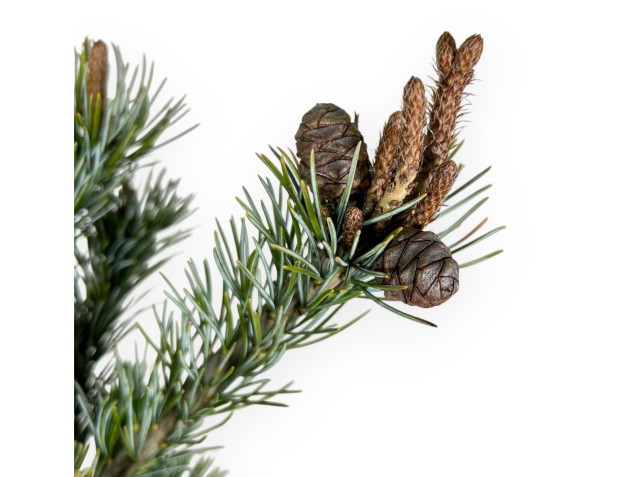 Pinus Pentaphylla - Kiefern - 63 cm 2
