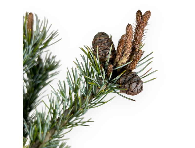 Pinus Pentaphylla - Kiefern - 63 cm