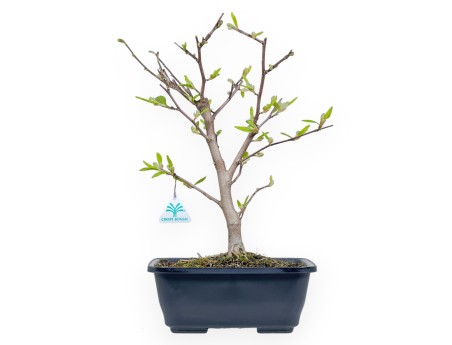 Magnolia Stellata - Magnolia - 42 cm