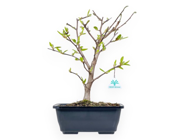 Magnolia Stellata - Magnolia - 42 cm