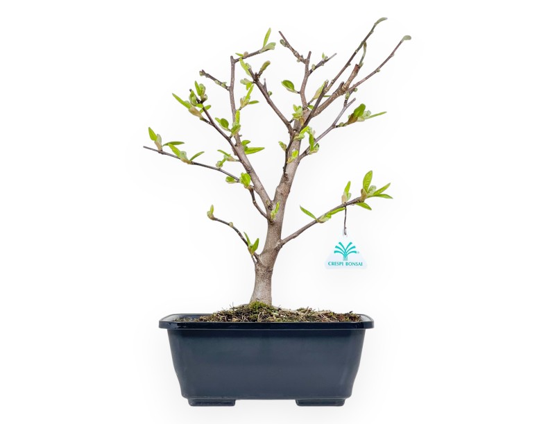 Magnolia Stellata - Magnolia - 42 cm