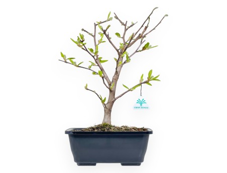 Magnolia Stellata - Magnolia - 42 cm