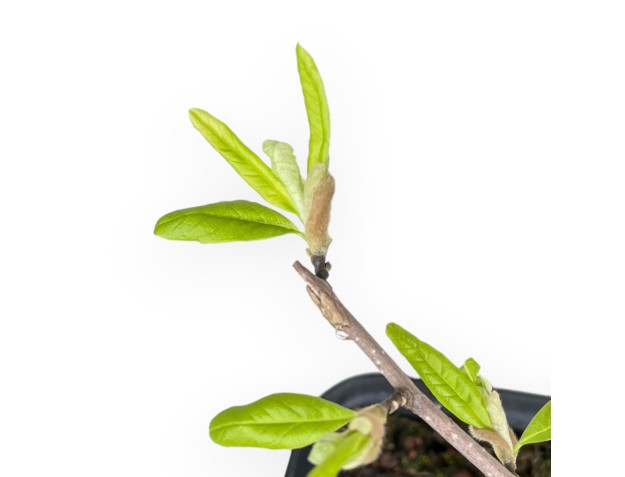 Magnolia Stellata - Magnolia - 42 cm 2