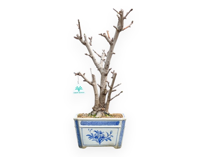 Ginkgo Biloba - 50 cm