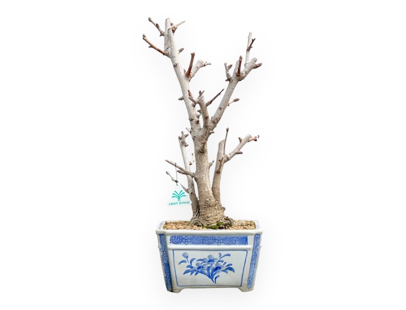 Ginkgo Biloba - 50 cm
