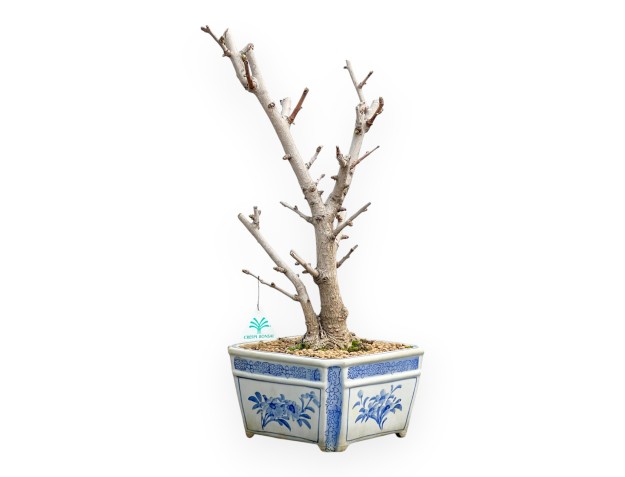 Ginkgo Biloba - 50 cm 2