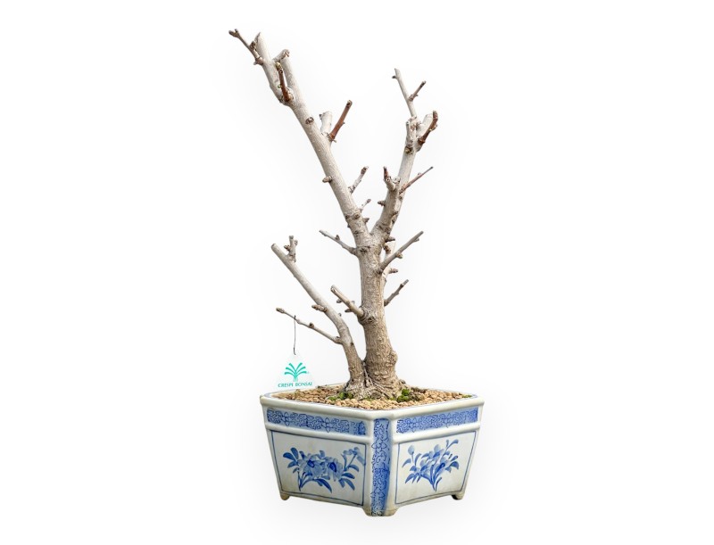 Ginkgo Biloba - 50 cm