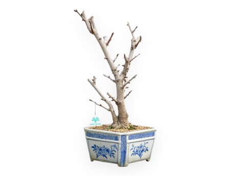 Ginkgo Biloba - 50 cm