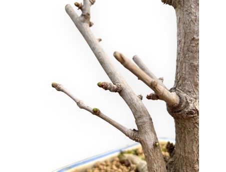 Ginkgo Biloba - 50 cm