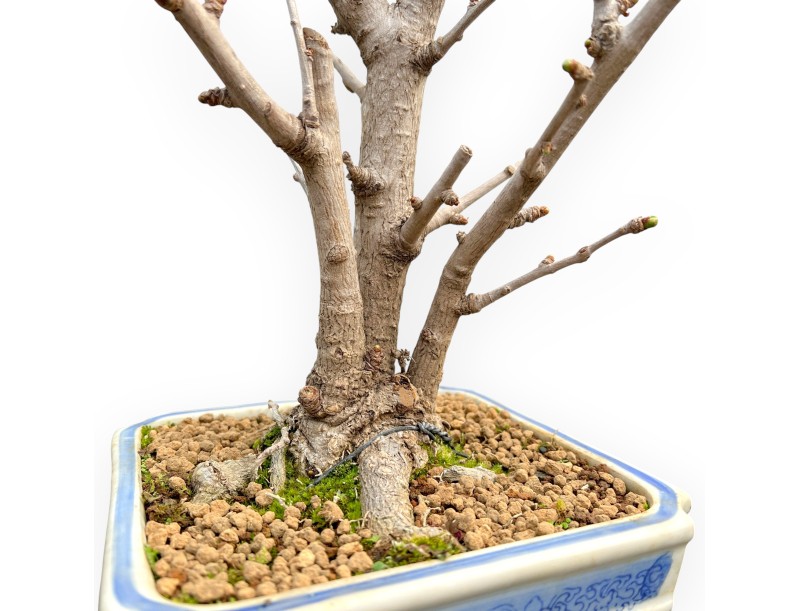 Ginkgo Biloba - 50 cm