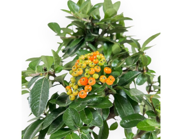 Pyracantha - 35 cm 2