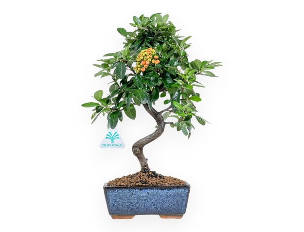 Pyracantha - 35 cm
