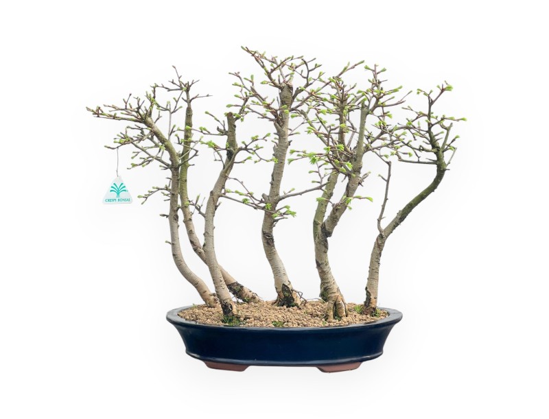 Pseudolarix - Larice - 45 cm