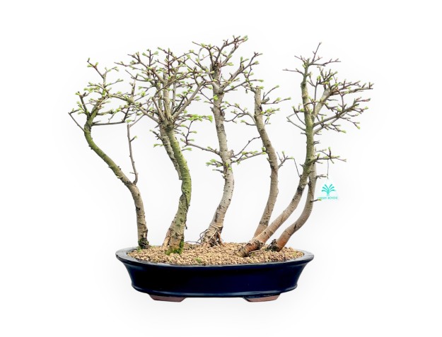 Pseudolarix - Alerce - 45 cm