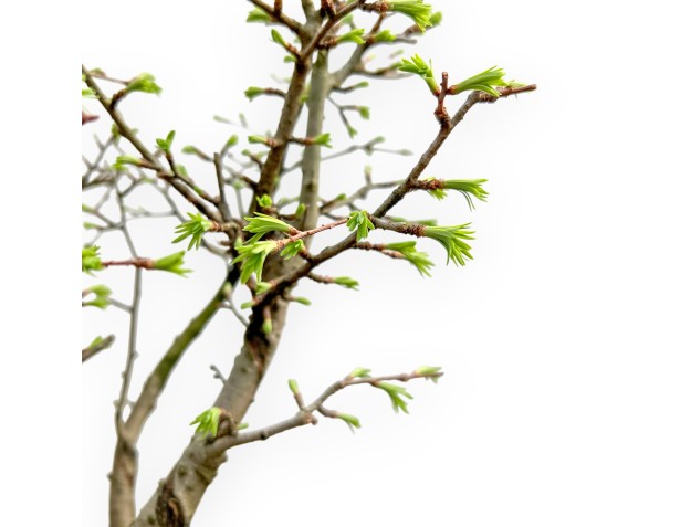 Pseudolarix - Lariks - 45 cm 2
