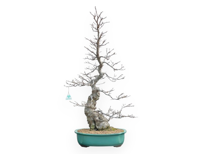 Ilex Serrata - Houx - 84 cm