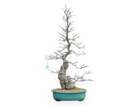 Ilex Serrata - Holly - 84 cm