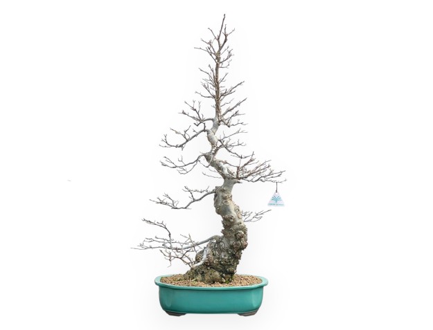 Ilex Serrata - Houx - 84 cm