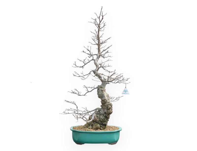 Ilex Serrata - Holly - 84 cm