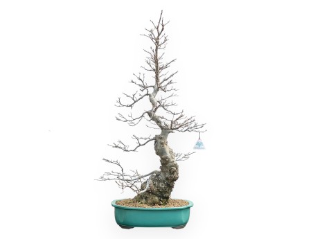Ilex Serrata - Holly - 84 cm