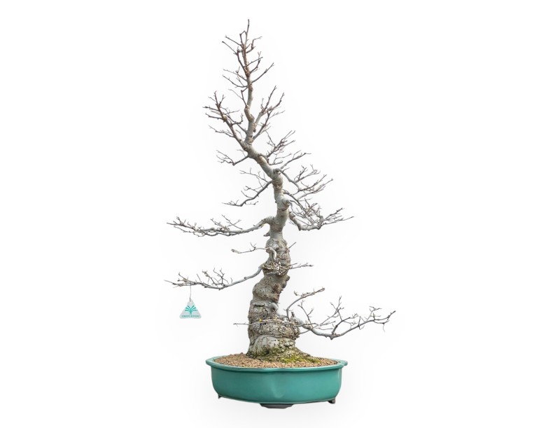 Ilex Serrata - Houx - 84 cm