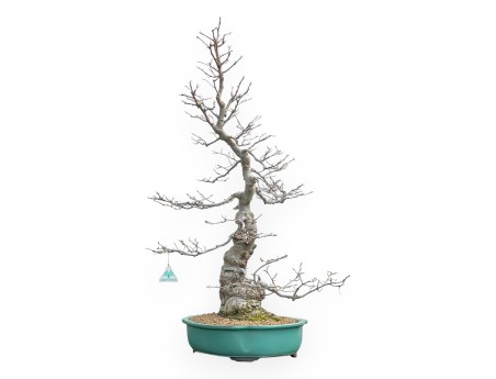 Ilex Serrata - Agrifoglio - 84 cm