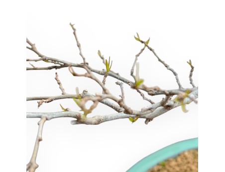 Ilex Serrata - Holly - 84 cm
