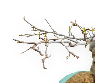 Ilex Serrata - Agrifoglio - 84 cm