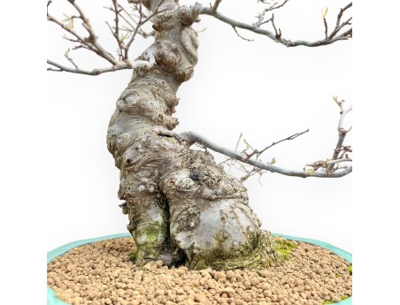Ilex Serrata - Holly - 84 cm