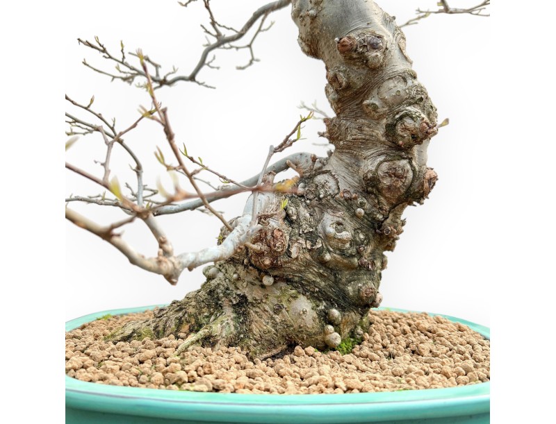 Ilex Serrata - Agrifoglio - 84 cm