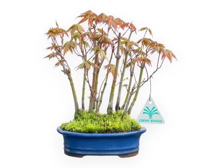 Acer Palmatum Viridis - Érable - 24 cm