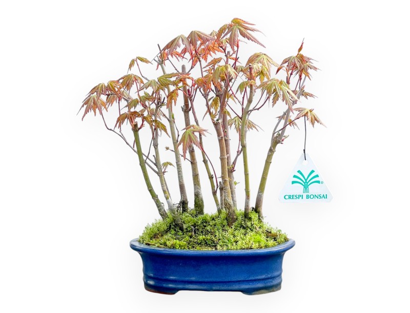 Acer Palmatum Viridis - Ahorne - 24 cm