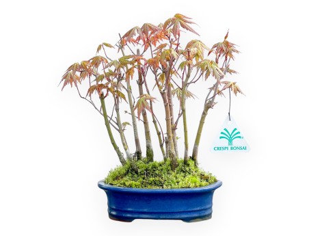 Acer Palmatum Viridis - Acero - 24 cm