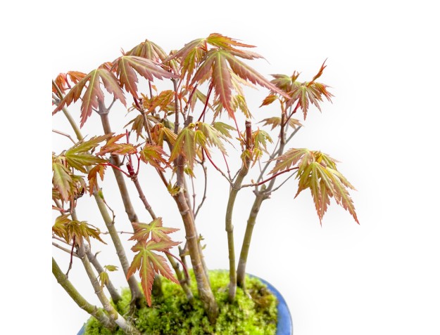 Acer Palmatum Viridis - Érable - 24 cm 2